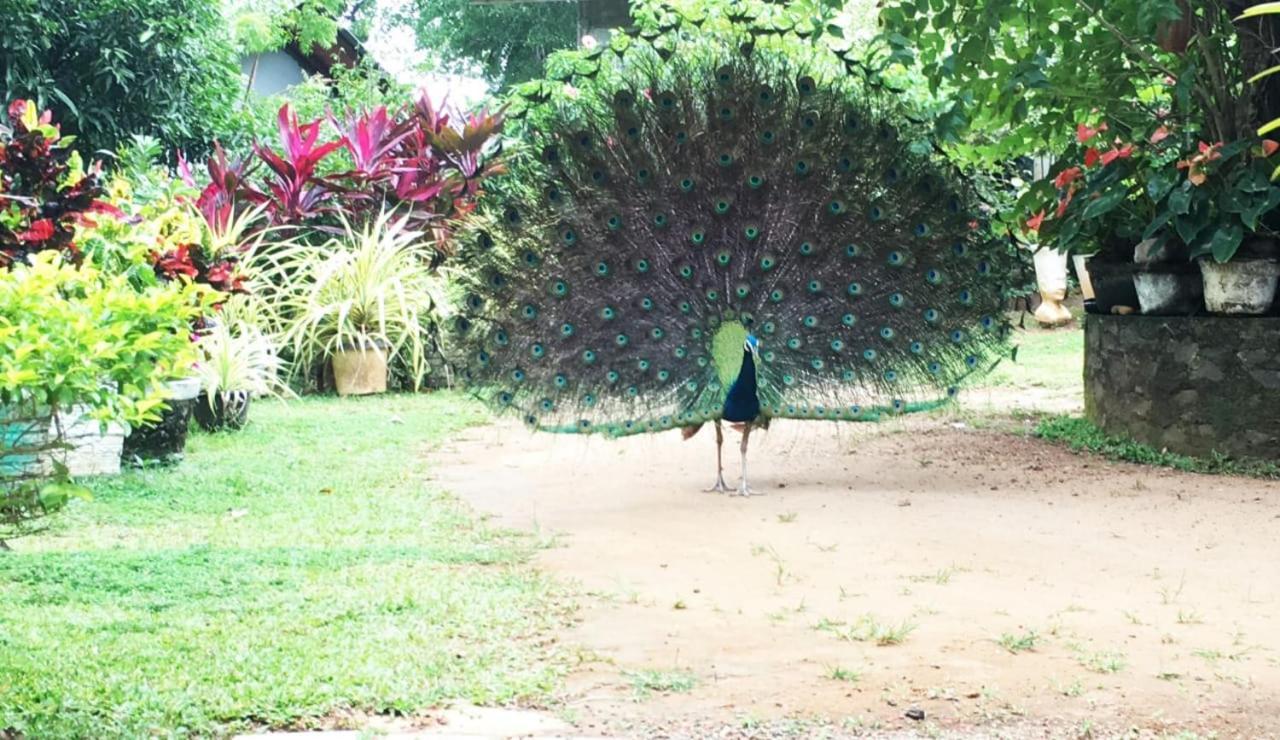 Bird House Homestays タンガラ エクステリア 写真